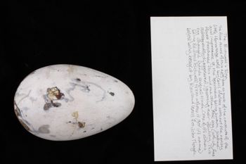 Media type: image;   Ornithology 359387 Description: Image of specimen label - front. label included with specimen. information from label transcribed into database.;